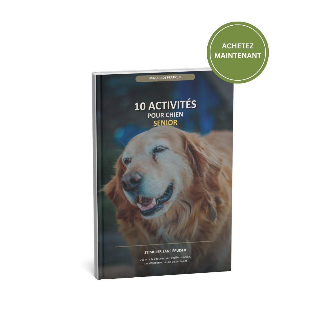 10 activités pour garder son chien senior actif et heureux